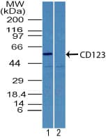 IL3RA / CD123 Antibody (aa120-170)