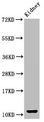 CCL3 / MIP-1-Alpha Antibody