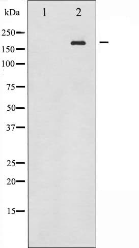 ERBB4 / HER4 Antibody