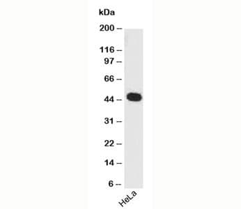 PAX7 Antibody (clone PAX7/497)