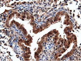NT5DC1 Antibody (clone OTI2H8)