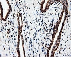 Monoclonal Mouse anti-Human MCL1 / MCL 1 Antibody (clone OTI4B7, IHC, IF, WB)