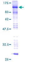 Human BRD7 Protein (Recombinant GST)