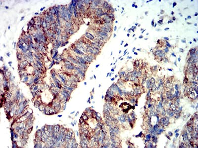 PRKAA2 / AMPK Alpha 2 Antibody (clone 5B4G1)