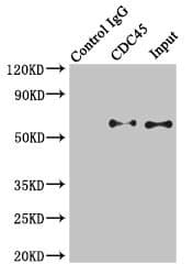Polyclonal Rabbit anti-Human CDC45 Antibody (IHC, IF, WB)
