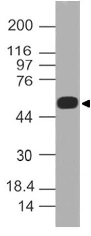 AIRE Antibody