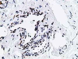 NT5DC1 Antibody (clone OTI1B1)