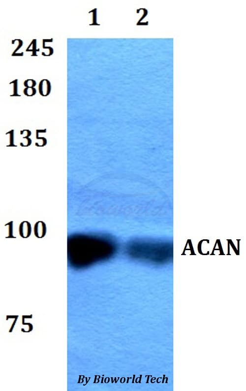 ACAN / Aggrecan Antibody