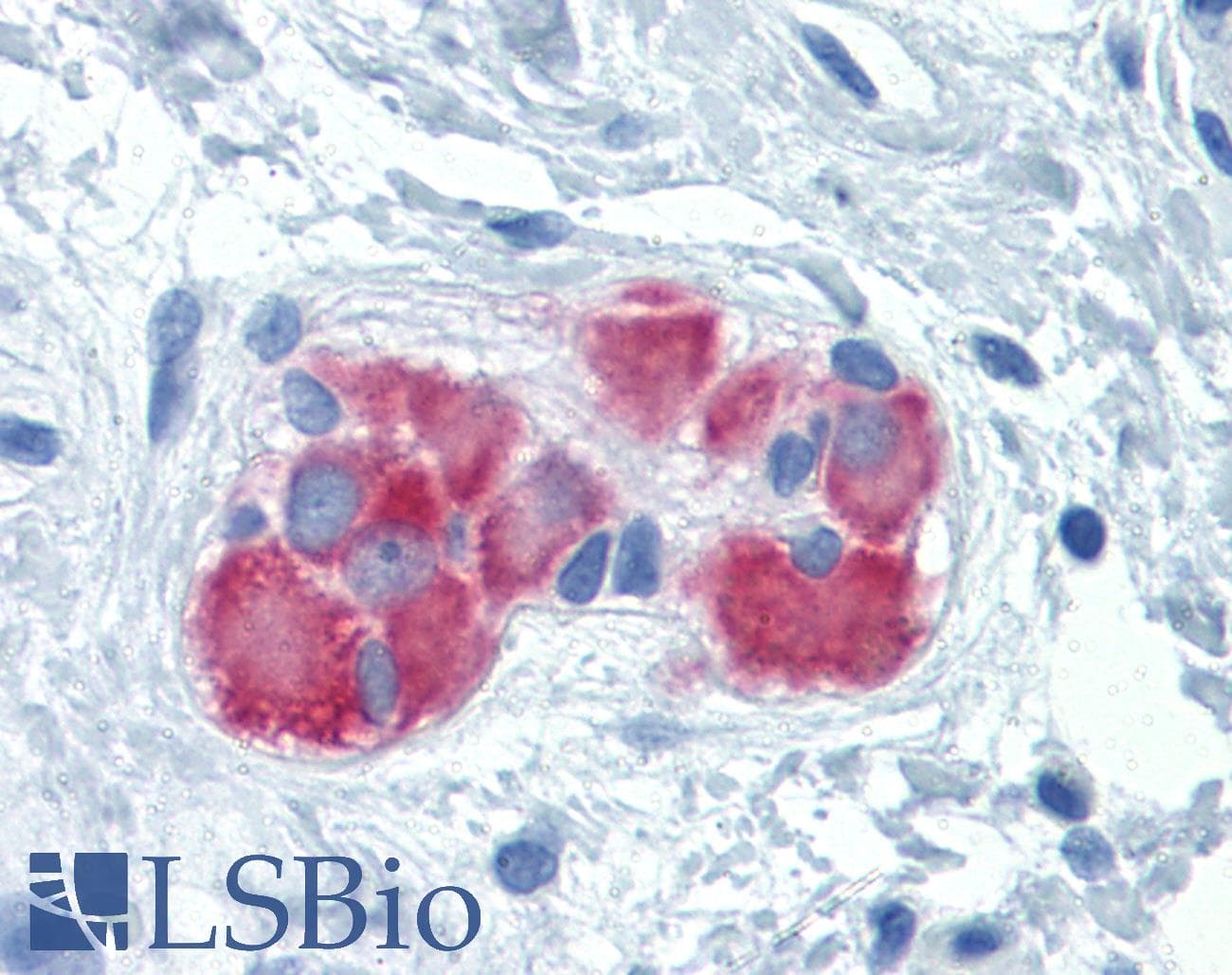 IHC-plus™ FARSB Antibody (clone 2F11)