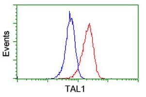 TAL1 Antibody (clone OTI5C4)