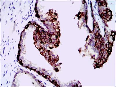 HAS3 Antibody (aa312-364, clone 3C9)