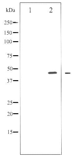E2F1 Antibody (phospho-Thr433)