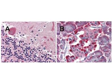 GPR48 / LGR4 Antibody (clone 6G8.B3.G5.C3)