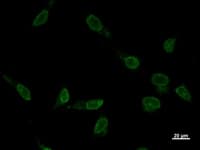 Monoclonal Mouse anti-Human VAX2 Antibody (clone VAX2A8F12, IF, WB)