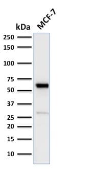 ER Alpha / Estrogen Receptor Antibody (clone ESR1/2299R, Azide-free, Carrier-free)