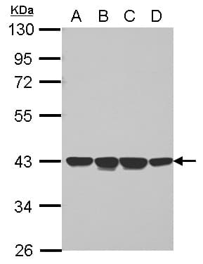 Polyclonal Rabbit anti-Human P40PHOX / NCF4 Antibody (WB)
