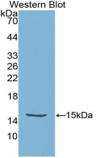 HTRA1 Antibody (aa304-442, PE)