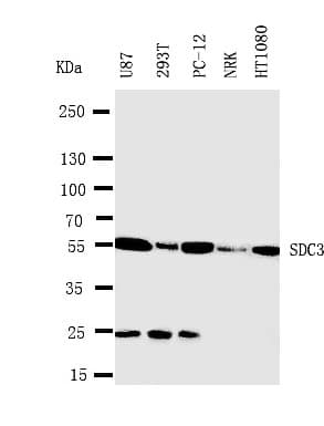 Polyclonal Rabbit anti-Mouse SDC3 / Syndecan 3 Antibody (aa45-60, IHC, WB)