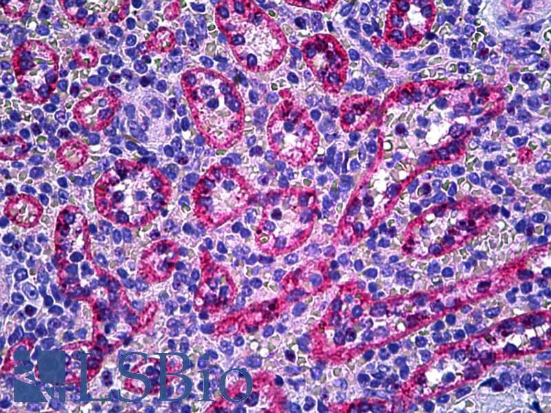 IHC-plus™ NOS3 / eNOS Antibody (aa1181-1194)