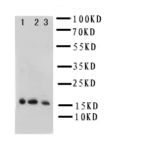 IL7 Antibody (aa26-177)