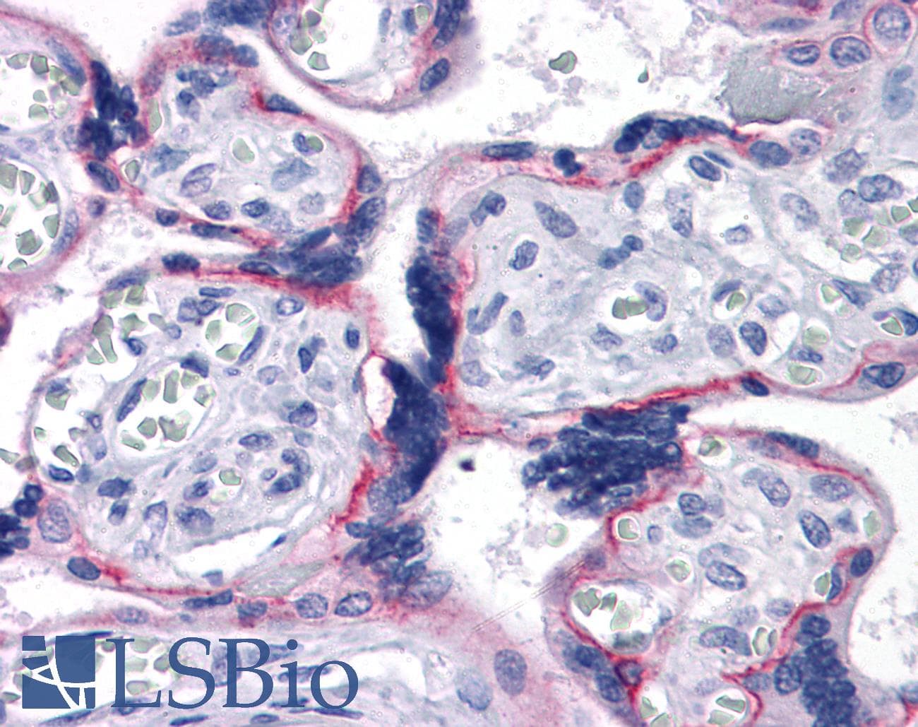 PathPlus™ Monoclonal Mouse anti-Human CDH2 / N Cadherin Antibody (clone 5D5, IHC, IF, WB)