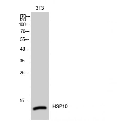 HSP10 / Cpn10 / Chaperonin 10 Antibody (30-110 aa, Internal)