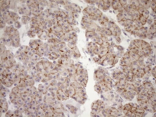 Monoclonal Mouse anti-Human EPLIN Antibody (clone OTI6F7, Carrier-free, aa1-275, IHC, WB)