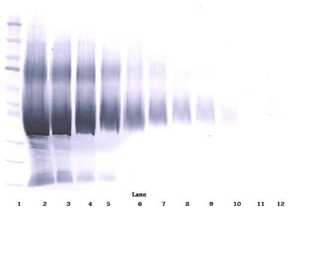 IHC-plus™ IGFBP5 Antibody