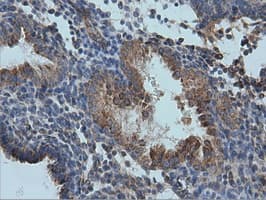 IVD Antibody (clone OTI1B10)