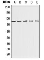 MED15 / ARC105 Antibody (Internal)