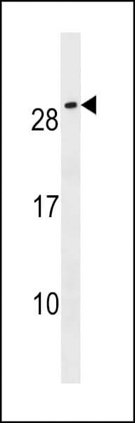 CFC1B Antibody (aa20-48)