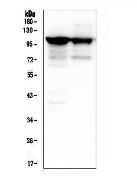 ACTN3 Antibody