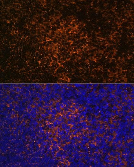 ICOS / CD278 Antibody