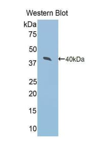 ARG2 / Arginase 2 Antibody (aa23-354)