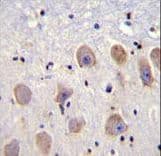 TWIK1 / KCNK1 Antibody (aa293-320)