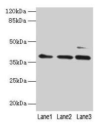 MRPL3 Antibody