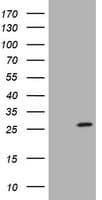 SRY Antibody (clone OTI1H10)