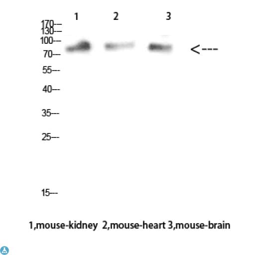 MUM1 Antibody