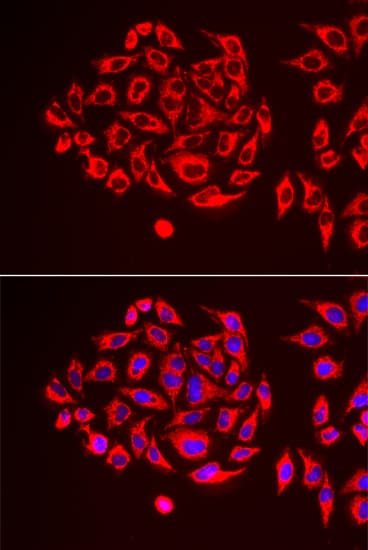 EFTU / TUFM Antibody
