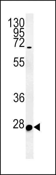 ENKUR Antibody (aa109-137)