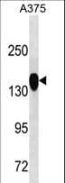 Monoclonal Mouse anti-Human ANPEP / CD13 Antibody (WB)