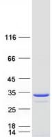 Human PGLS / 6PGL Protein (Recombinant Myc-DDK (Flag))