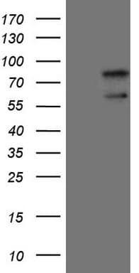 UBP1 Antibody (aa47-269, clone OTI8F1, Carrier-free)