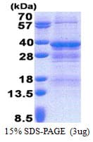 Human NRBF2 Protein (Recombinant His)