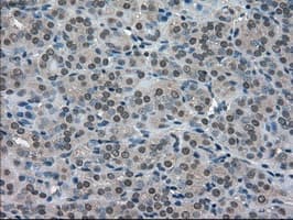 SOD1 / Cu-Zn SOD Antibody (clone 8B10, Carrier-free)