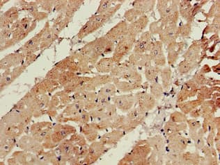 BANF1 / BAF / BCRP1 Antibody