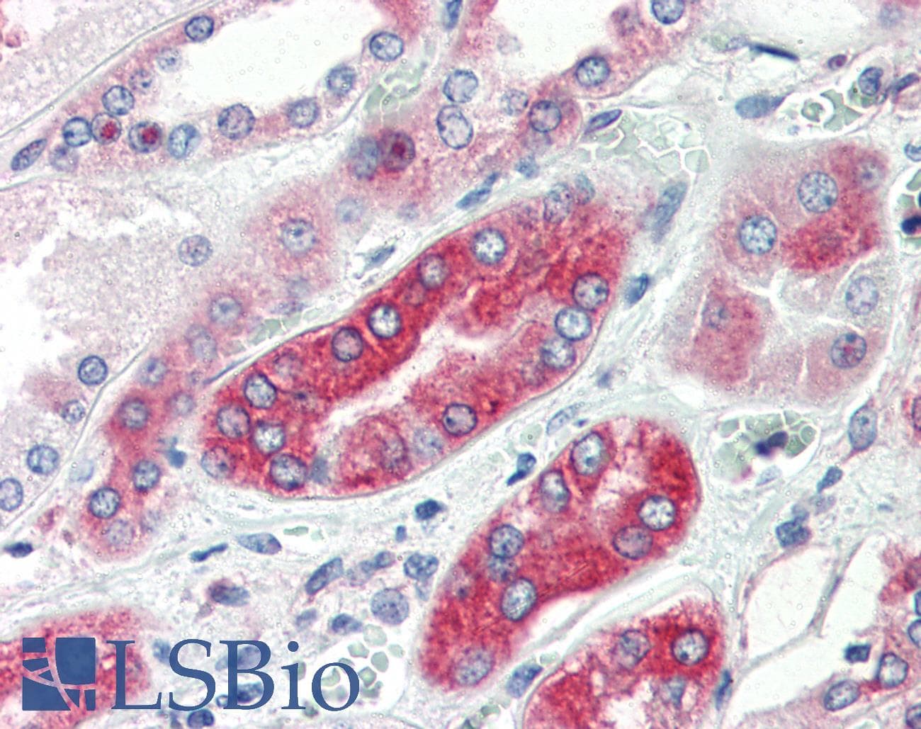 IHC-plus™ AVPR1A / V1a Receptor Antibody (Cytoplasmic Domain)