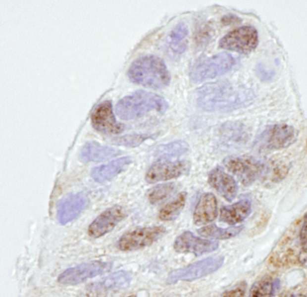 Prohibitin 2 / PHB2 Antibody (aa1-50)
