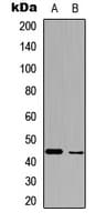 PathPlus™ BMP2 Antibody (C-Terminus)