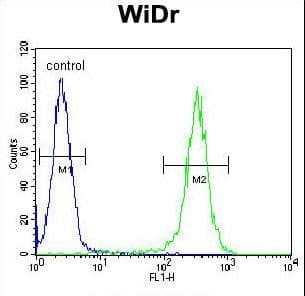 Polyclonal Rabbit anti-Human B4GALT5 Antibody (aa324-350, WB)